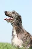 DEERHOUND 027